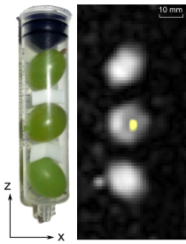 MPI-MRI-Hybridaufnahme von Trauben