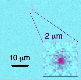 "Engineering near infrared single photon emitters with optically active spins in ultrapure silicon carbide"