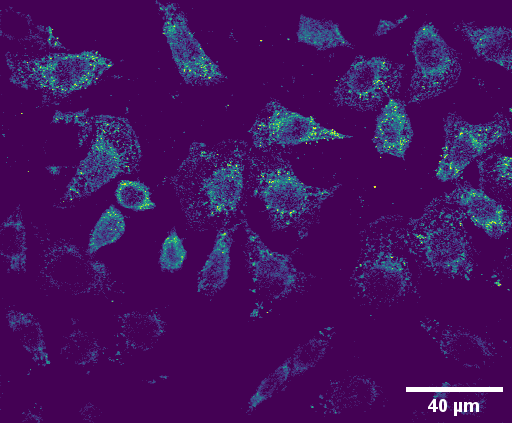 06 June - fluorescence microscopy image of Chinese hamster ovary cells marked with a chromophore  