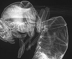 Röntgenbild einer Wespe