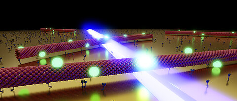 Künstlerische Darstellung mehrerer Mikrotubuli, welche durch das optische Nahfeld einer nanostrukturierten Goldoberfläche gleiten.